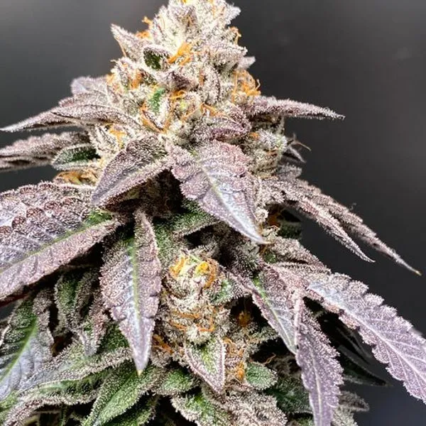 Perfect Tree - Granita ( 33 Splitter x Jet A )   3 Extra Tropicozz Seeds