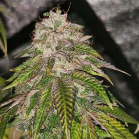 PhenoFinder - GMO Rainbowz