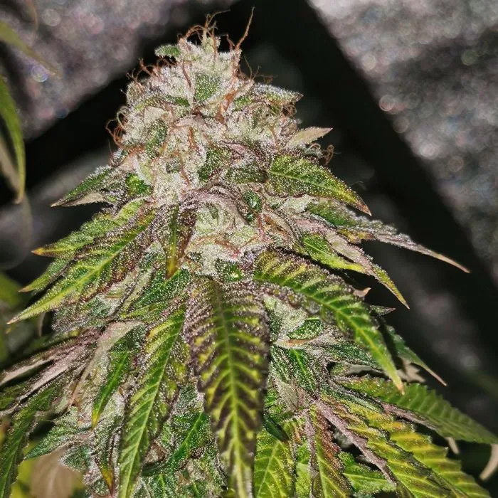 PhenoFinder - GMO Rainbowz