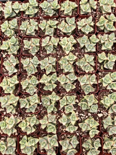 String of Buttons | Crassula Perforata | Necklace Vine | Stacked Crassula | Pagoda Plant | Live Succulent